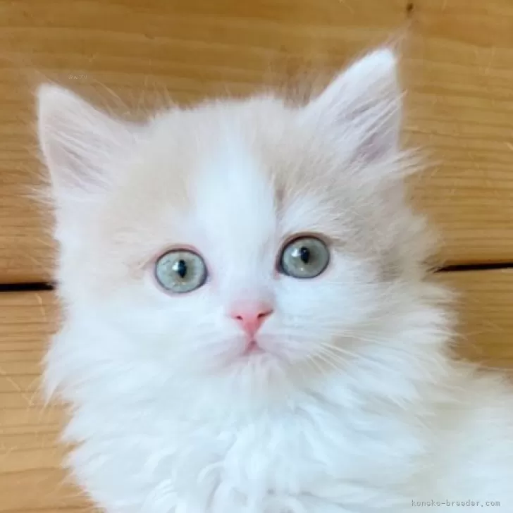 ID：2403-01351の子猫