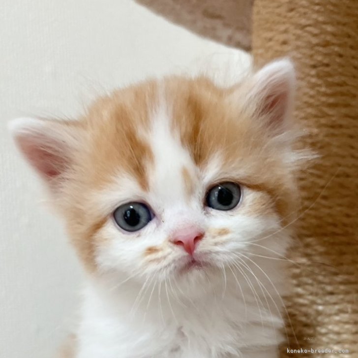 marin☆短毛(ホワイト②)ジューンブライドシュシュわんちゃん猫ちゃん用 marin☆様専用短毛(ホワイト②)ジューンブライドシュシュわん