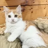 ミヌエット(短足)【香川県・男の子・2024年3月22日・カメオタビー&ホワイト】の写真3