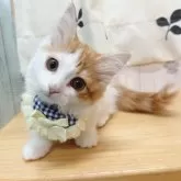 ミヌエット(短足)【香川県・男の子・2024年3月22日・カメオタビー&ホワイト】の写真4