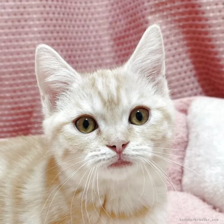 マンチカン(短足)【香川県・女の子・2025年7月22日・レッドクラッシックタビー&amp;ホワイト】の写真1