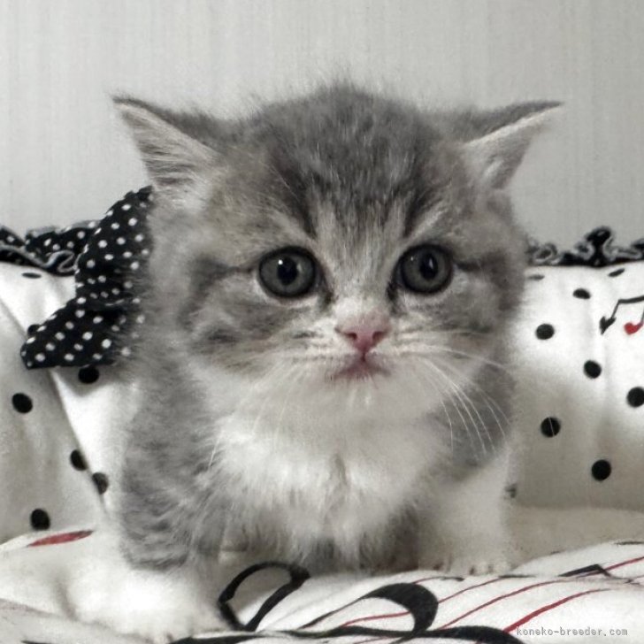 ブリーダー画像