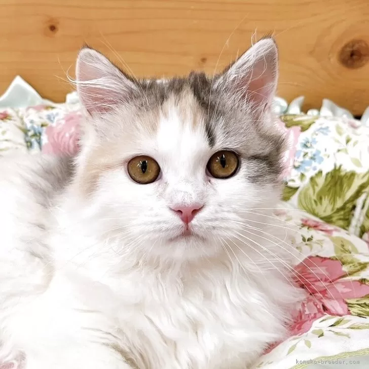 ミヌエット(短足)【香川県・女の子・2025年8月1日・シルバーパッチドタビー&amp;ホワイト】の写真1