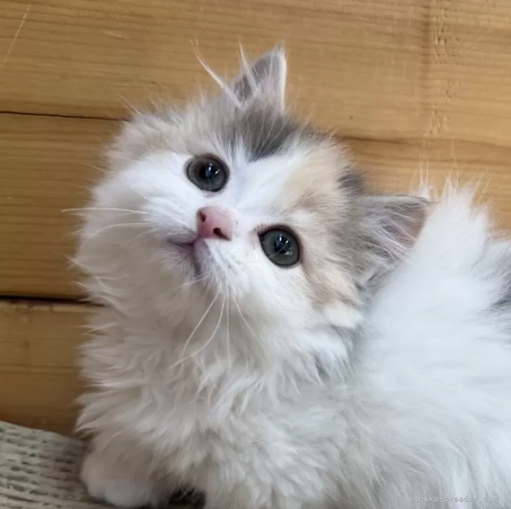 ID：2501-01553の子猫