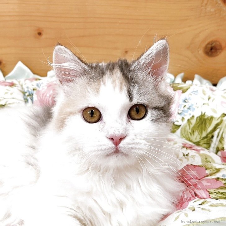 ブリーダー画像