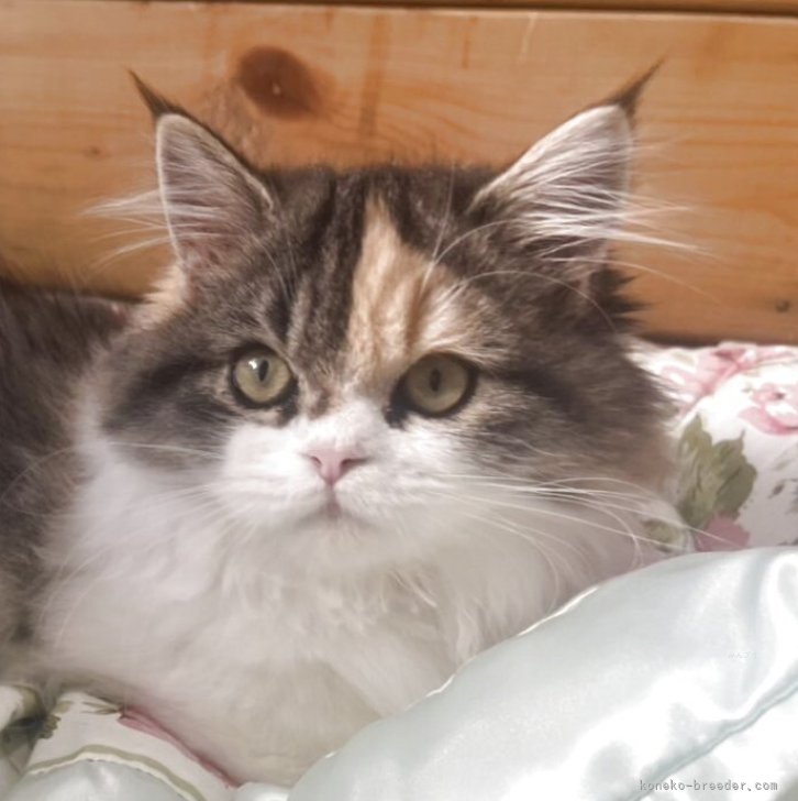 ブリーダー画像