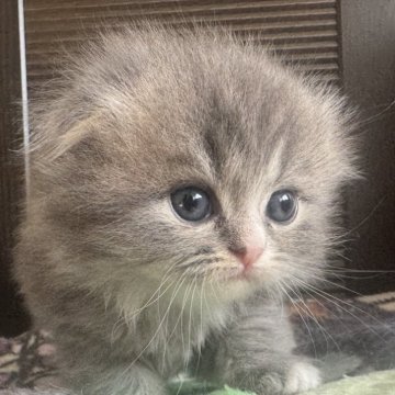 マンチカン(長足)【香川県・男の子・2025年11月1日・ブルータビー&ホワイト】の写真「まん丸顔の甘えん坊の折れ耳Boy♬」