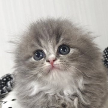 マンチカン(長足)【香川県・男の子・2025年11月1日・ブルータビー&ホワイト】の写真「まん丸顔の甘えん坊の折れ耳Boy♬」