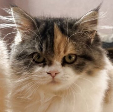 ミヌエット(短足)【香川県・女の子・2025年8月1日・ブラウンパッチドタビー&ホワイト（ロング）】の写真「小柄でお目目クリクリ♬華やかな短足姫♬」