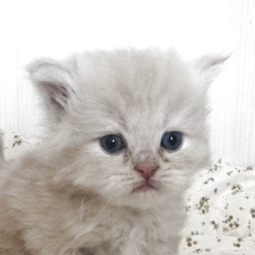 マンチカン(長足)【香川県・男の子・2025年10月22日・クリームタビー（ロング）】の写真「おっとり甘えん坊な性格のふわふわ天使‼️」