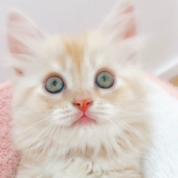 マンチカン(長足)【香川県・女の子・2025年7月22日・レッドクラッシックタビー】の写真「マイペースな女の子♫」