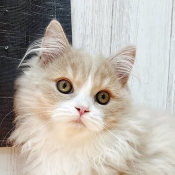 マンチカン(短足)【香川県・男の子・2025年7月22日・クリームクラッシックタビー&ホワイト（ロング）】の写真「甘えん坊🐱好奇心旺盛な男の子♫」