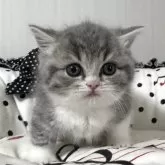 マンチカン(短足)【香川県・男の子・2025年11月1日・ブルータビー&ホワイト】の写真1