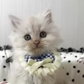 マンチカン(長足)