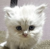 マンチカン(長足)