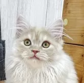 マンチカン(長足)【香川県・女の子・2025年7月22日・レッドクラッシックタビー】の写真1