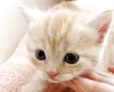 マンチカン(長足)