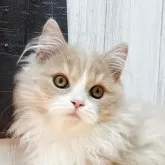 マンチカン(短足)