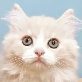 マンチカン(短足)