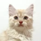 マンチカン(長足)