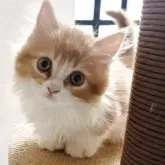 ミヌエット(長足)