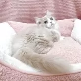 マンチカン(短足)【香川県・男の子・2025年7月22日・クリームクラッシックタビー&ホワイト】の写真2