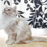 マンチカン(長足)【香川県・女の子・2025年7月22日・レッドクラッシックタビー】の写真3