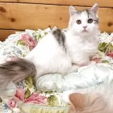 ミヌエット(短足)【香川県・女の子・2025年8月1日・シルバーパッチドタビー&ホワイト】の写真3