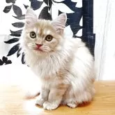 マンチカン(長足)【香川県・女の子・2025年7月22日・レッドクラッシックタビー】の写真5