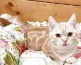 マンチカン(短足)【香川県・女の子・2025年7月22日・レッドクラッシックタビー&ホワイト】の写真6