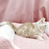 マンチカン(短足)【香川県・女の子・2025年7月22日・レッドクラッシックタビー&ホワイト】の写真6