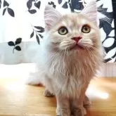 マンチカン(長足)【香川県・女の子・2025年7月22日・レッドクラッシックタビー】の写真8