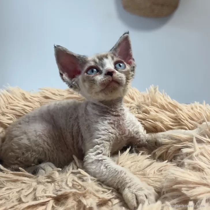 ID：2604-02827の子猫