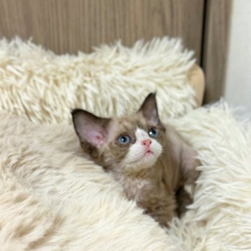 デボンレックス