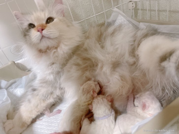 羽立京加ブリーダーのブログ：🎉サイベリアン子猫4にゃんが誕生しました！🎉
