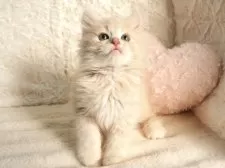 サイベリアン【大阪府・女の子・2025年9月8日・クリームタビー】の写真2