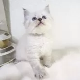 サイベリアン【大阪府・女の子・2025年4月7日・ブルーリンクスポイント】の写真3「優しいお顔だね🥰」