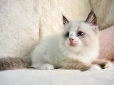 サイベリアン【大阪府・男の子・2025年9月13日・シールポイントバイカラー】の写真5