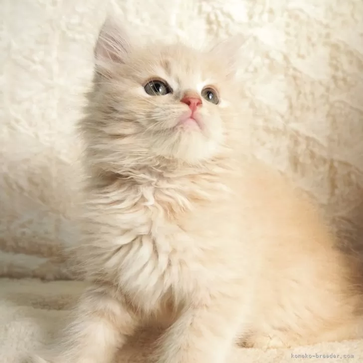 サイベリアン【大阪府・女の子・2025年9月8日・クリームタビー】の写真1「おめめぱっちりで可愛い女の子💕優しい色合いがたまりません🥰」