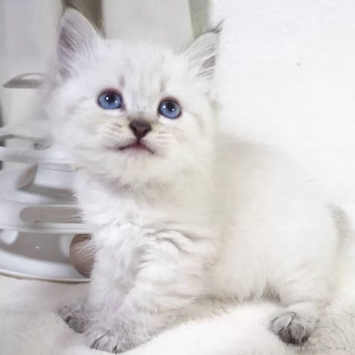 ID：2505-00818の子猫