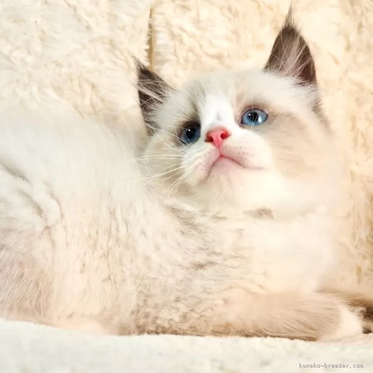 サイベリアン【大阪府・男の子・2025年9月13日・シールポイントバイカラー】の写真1「ラグドールさんカラーの大きな男の子✨」