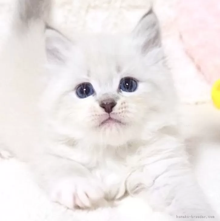 ID：2503-02519の子猫