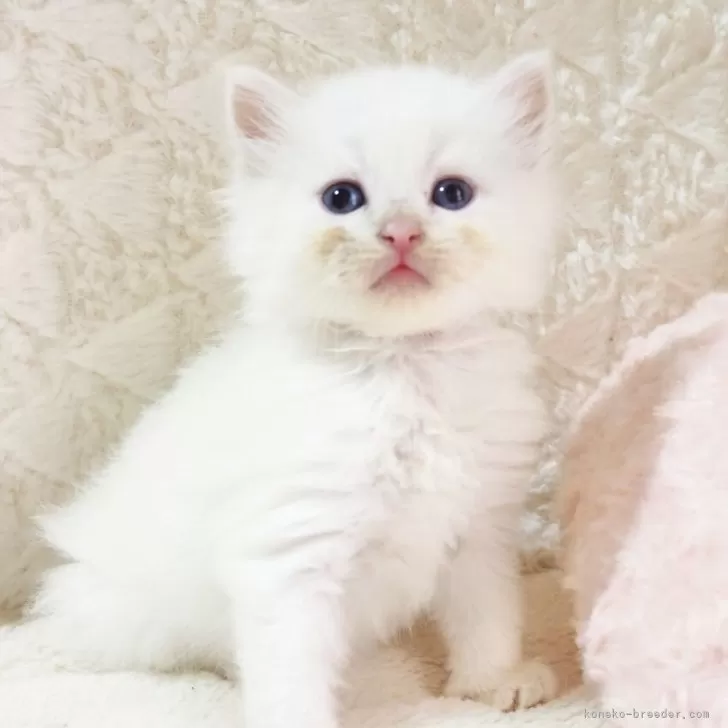 ID：2509-02388の子猫