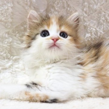 サイベリアン【大阪府・女の子・2025年9月10日・キャリコ（トリプルコートふわふわです💗）】の写真「良血統✨オレンジ多めのキャリコちゃん💕」