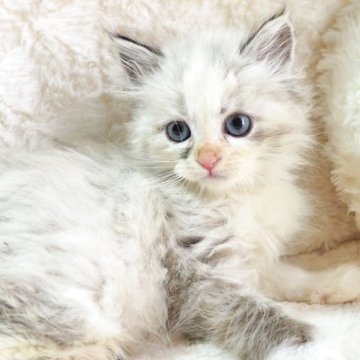 サイベリアン【大阪府・女の子・2025年9月10日・ブルーポイントバイカラー(トリプルコートふわふわです💗)】の写真「良血統✨ハチワレになりそうな美人さん💕」