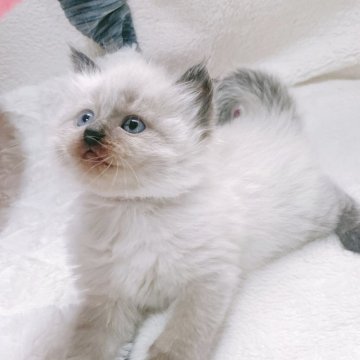 サイベリアン【大阪府・女の子・2025年6月12日・ブルーポイント（トリプルコートふわふわです💗）】の写真「美人な女の子💕両親ロシア出身👑」