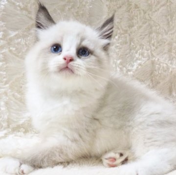 サイベリアン【大阪府・男の子・2025年9月13日・シールポイントバイカラー（トリプルコートふわふわです💗）】の写真「まんまる癒し系のビッグボーイくん💕」