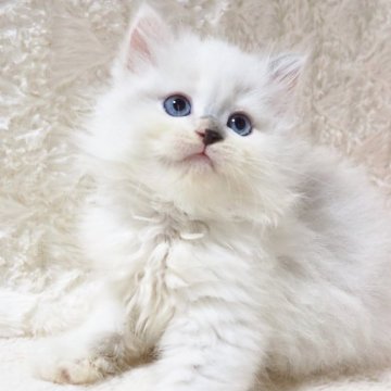 サイベリアン【大阪府・女の子・2025年9月10日・トーティーポイント（トリプルコートふわふわです💗）】の写真「良血統✨牛さん模様のようなかわい子ちゃん💕」