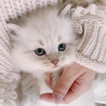 サイベリアン【大阪府・男の子・2024年12月12日・ブルーポイント（トリプルコートふわふわです💗）】の写真「両親ロシア出身🇷🇺パパJr.チャンピオン👑」