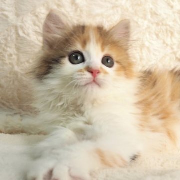 サイベリアン【大阪府・女の子・2025年9月10日・キャリコ（トリプルコートふわふわです💗）】の写真「11/15（土）まで❣️元気いっぱいな子💕」